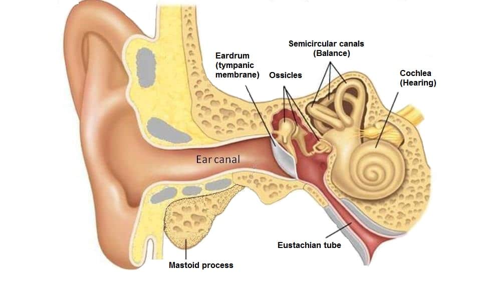 Tympanoplasty Repair Of Eardrum Pacific Head Neck