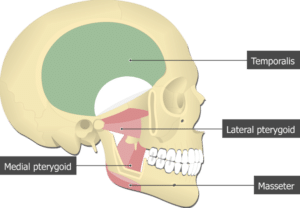 Temporalis Muscle 5 770x533 1