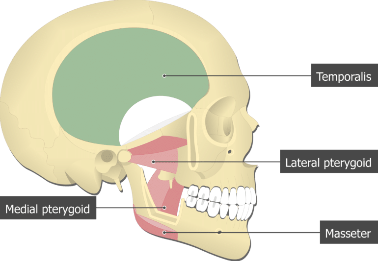 Temporalis Muscle 5 770x533 1
