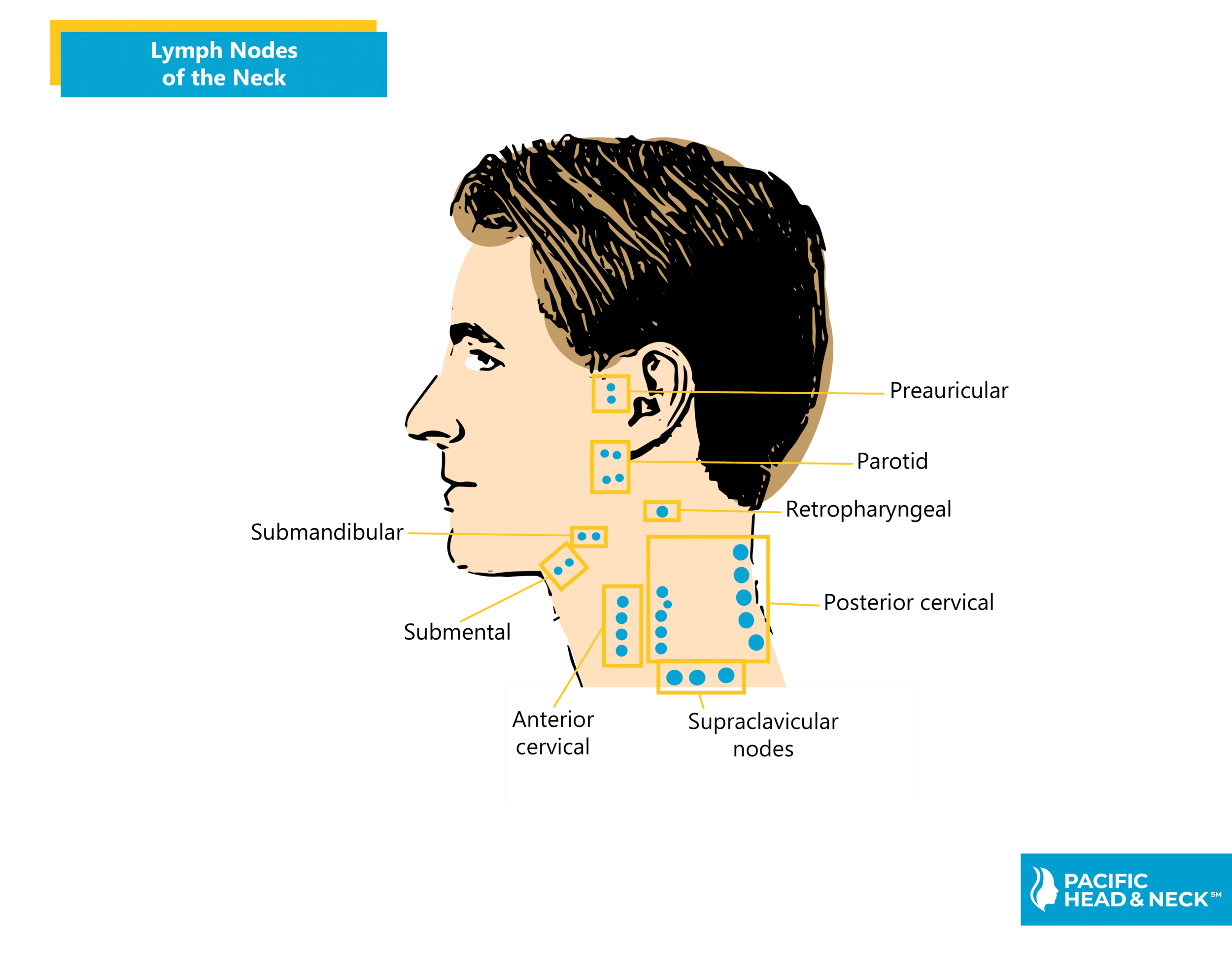 Lymphatic Drainage Lymph Nodes Head Face Neck Retropharyngeal Lymph